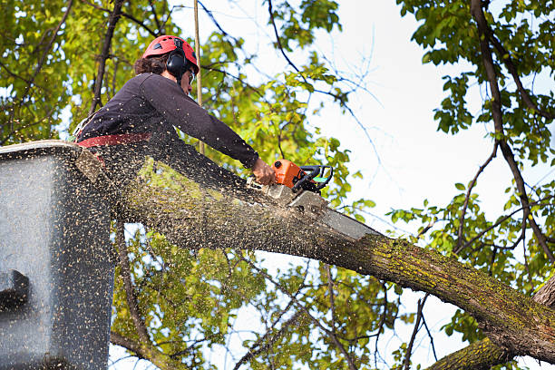 Reliable Newport News, VA Tree Service Solutions